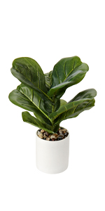 small plants