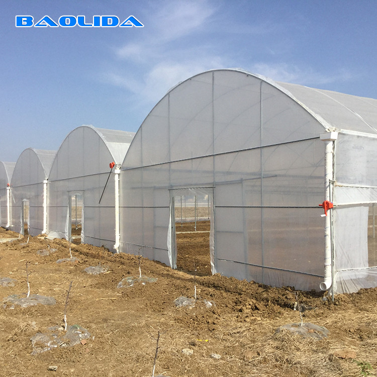 Multi Span Polyethylene Film Greenhouse Large Scale Wide Application