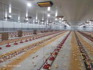 China Automatic Duck Steel 12mm Poultry Farm House wholesale