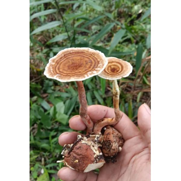 Indian Tiger Milk Fungus Chinese Traditional Medicine Natural Cultivation