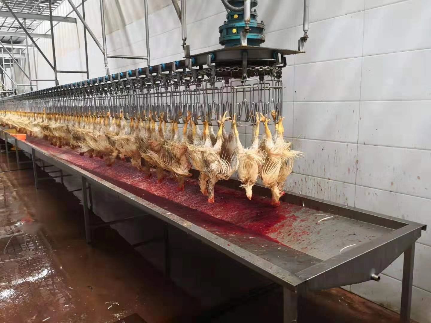 300-500BPH Automatic Compact Mobile Chicken Slaughter Machine For Slaughterhouse