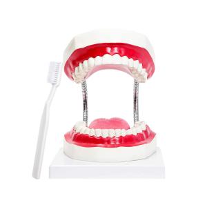 China Kindergarten Teaching Children Brush Teeth Toy Dental Care Model wholesale