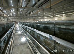 China Silver Color Broiler Baby Chick Cage For Chicken Farm wholesale