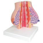 Medical Anatomy Human Female Breast Model In Lactation Period To Reveal Internal