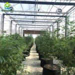 Hot Galvanized Steel Commercial Light Deprivation Greenhouse for Hemp Cultivatio