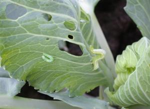 China Effective Biological Insecticides No Residue infect cabbage worm eggs wholesale
