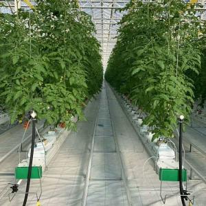 China Experiment teaching tomato growing in glass greenhouse wholesale