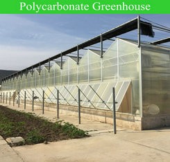 Agricultural Greenhouse Ltd. Presents Large Vertical Hydroponic System for Lettuce