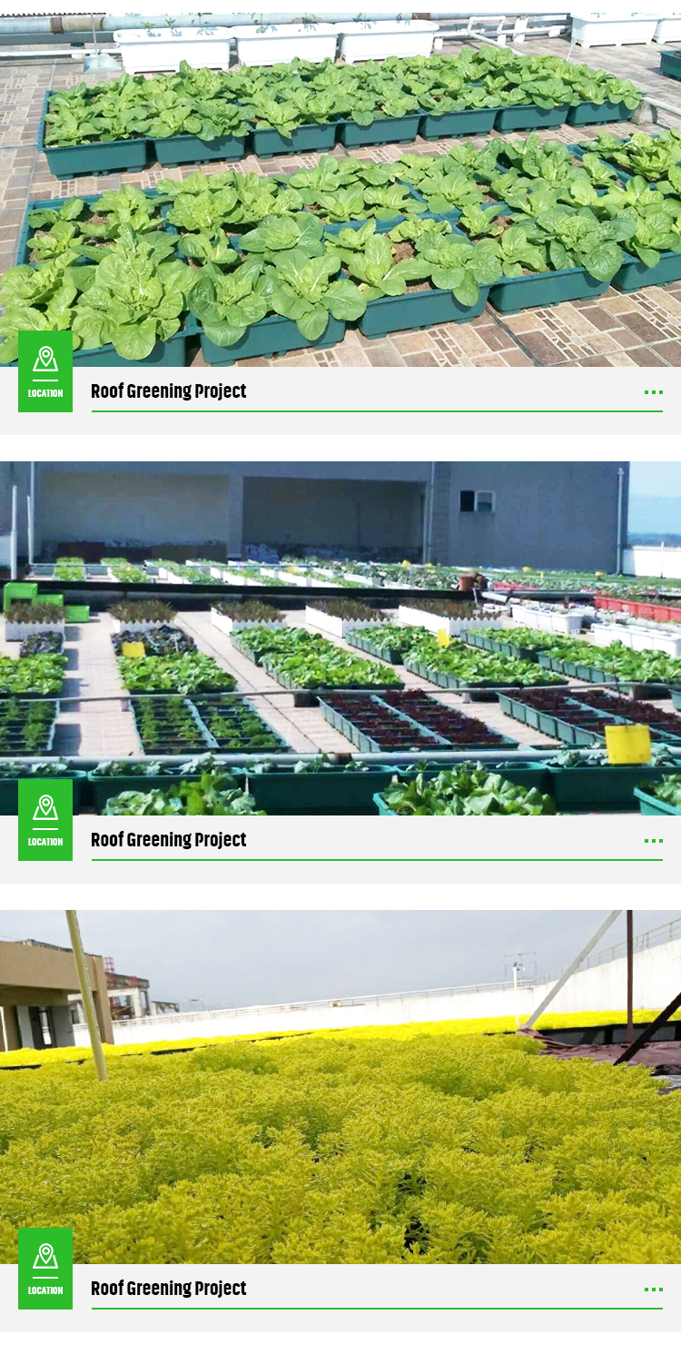 Plastic Tray Garden Planter for Garden Usage Terrace Roof Top Planting Made Simple