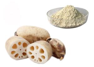 China Meal Replacement Pure Natural Lotus Root Vegetable Extract Powder wholesale