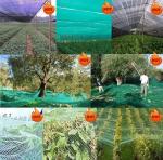 Ripe season olive collection olives harvest nets for farms