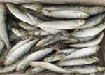 Raw Material Sardinops Under 18 Degree Fresh Frozen Sardines
