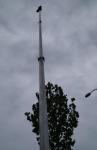 Adjustable Tripod 6063 Aluminium Heavy Duty Mast