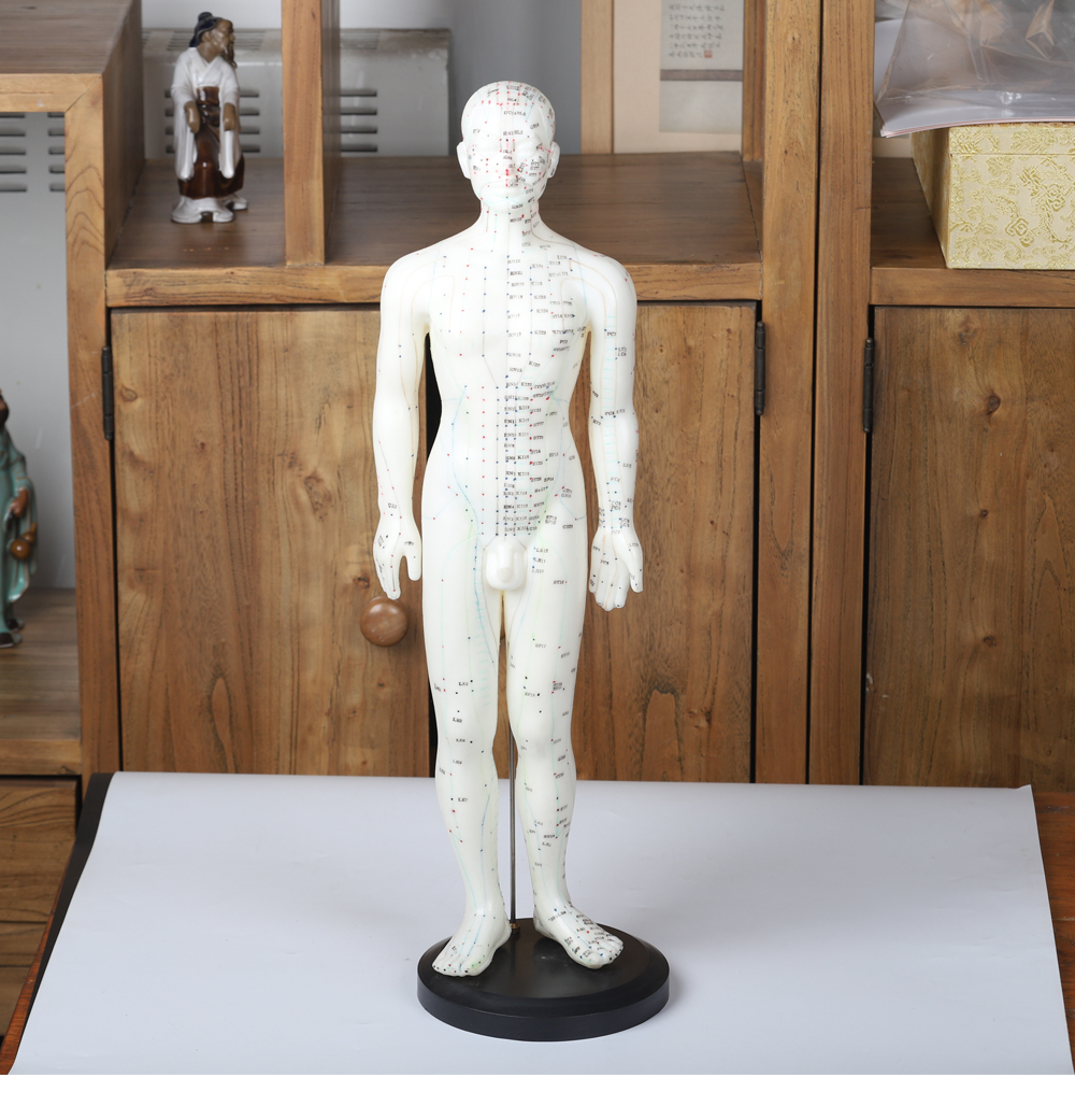 50cm Point Male Acupuncture Model Human Body GMP Certificate