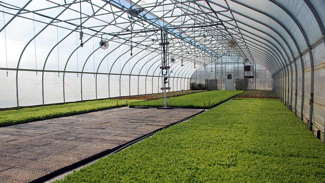 Single Span PE Film Greenhouse TUV Low Cost Poly Tunnel Greenhouse