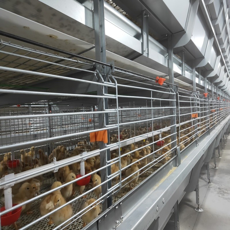 A Type Poultry Broiler Chicken Cage Full Automatic House Farming Equipment