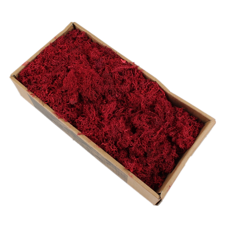 Luxury Home Preserved Natural Moss For All Year Occasions Decoration