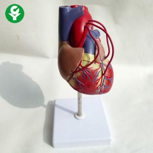China Educational Medical Training Manikins Heart Bypass Teaching 1.0 Kg Weight wholesale