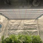 Full Spectrum Dimmable 600W Plant Light Bar For Greenhouse