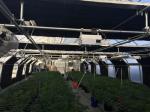 Single Span Tunnel Farming Marijuana Light Dep Greenhouse Kit Blackout