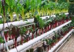 Automated Vertical Nft System For Vegetables Irrigation Hydroponics Eqiupment