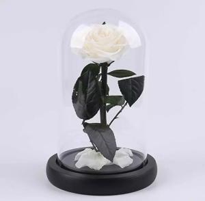 China Preserved Rose Long life Glass Cover Preserved Real Fresh Forever Rose in Glass Preserved Flowers wholesale