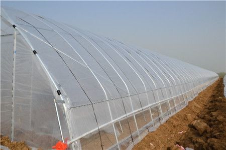 High Strength Agricultural Poly Tunnel Tomato Greenhouse 5*15m 17*50ft