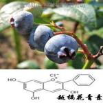 100% natural Blueberry Extract