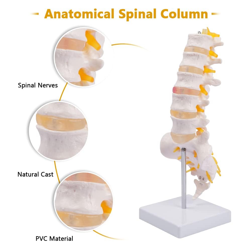 Sacrum Coccyx Nerves Life Size Skeleton Model human skeleton 3D School Teaching