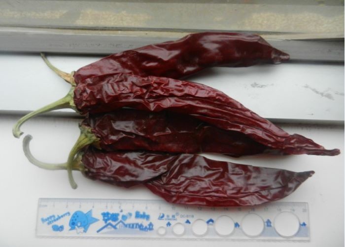 240ASTA Sweet Paprika Pepper Seedless Dried Whole Red Chilies NO Pigment