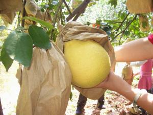 China Pomelo growing bags factory price wholesale