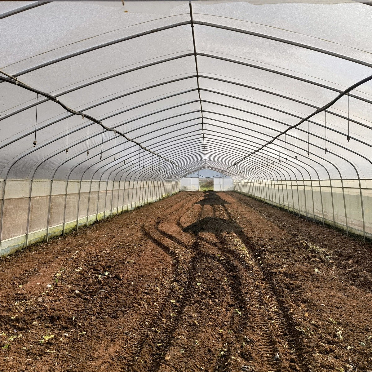 Tunnel Plastic Greenhouse Galvanized Steel Frame Pe Film Greenhouse Single Span Greenhouse