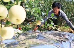 China 12 Micron Metalized PE Film For Fruit Tree Greenhouse wholesale