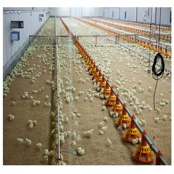 China Automatic Metal Cage Steel Structure Broiler Chicken Poultry House wholesale
