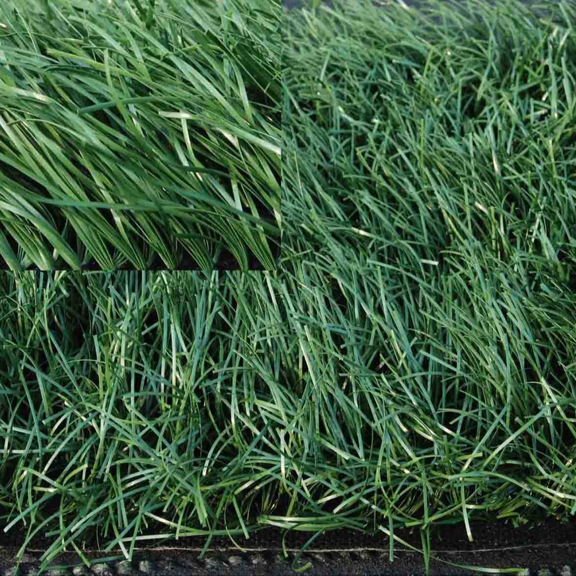 Low Maintenance Environmental Friendly Olive Green Football Artificial Grass Used For Pets Children And Adults Sports