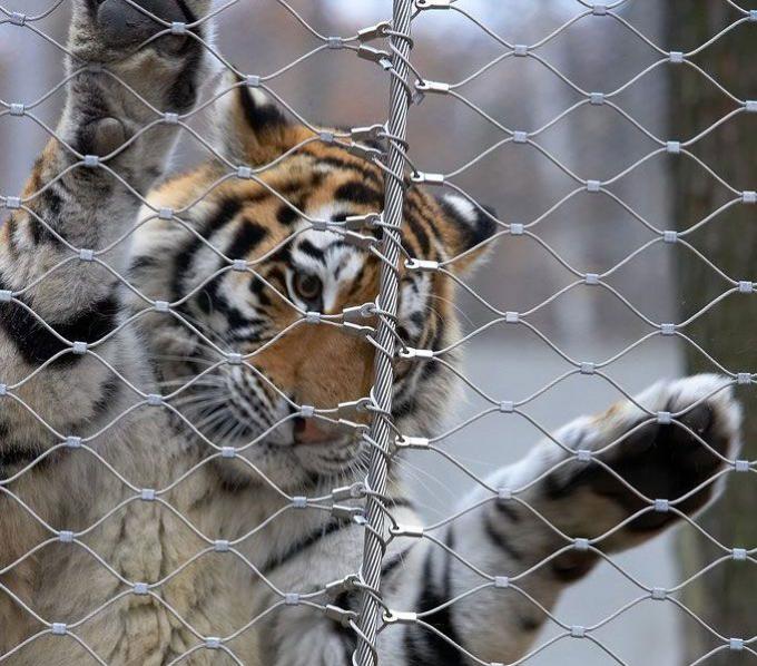 7x7 Tiger Metal Stainless Steel Zoo Mesh Enclosure Netting X Tend Shaped 1