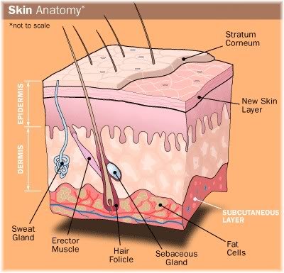 Pigment Removal / Skin Tightening,Skin Oxygen Facial Machine for beauty salon
