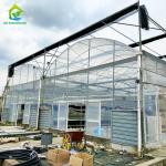 Commercial Poly Tunnel Agricultural Multi-span Plastic Film Greenhouse