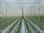 High strength Green Fibrillated Polypropylene Greenhouse Twine T1800 1kg Bobbin