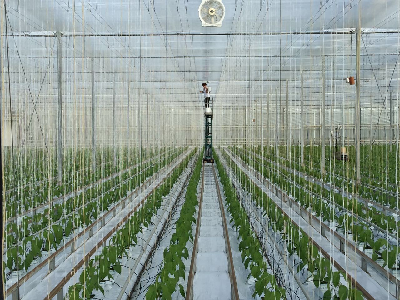 UV Stability Split Film White 5kg Spool Tomato Plant Twine for Plant Tying and Training Applications