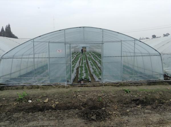 Single Span Plastic Tunnel Greenhouses Polyethylene Film Greenhouse For