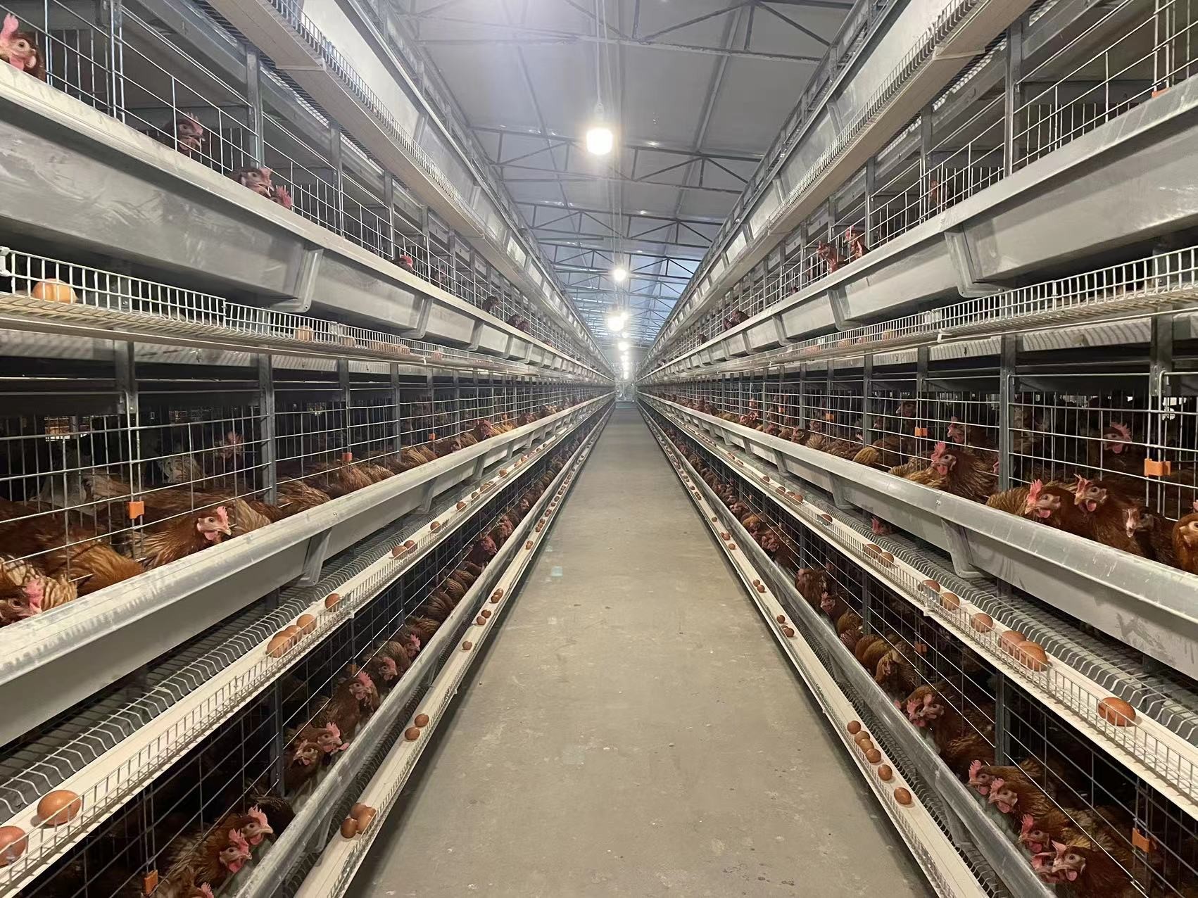 H Frame Full Automatic Chicken Cage / Poultry Farm Cage U - Shaped Steel Frame