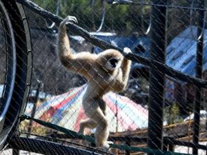 China Hand Woven Animal-Gibbon Mesh Fencing Stainless Steel 1.2mm - 3.2mm Rope Diameter wholesale