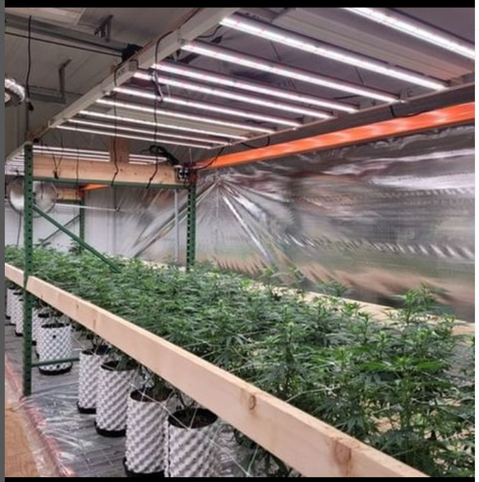 Full Spectrum Grow Lights Growers Republic 1200W With UV And IR/Spectrum adjustable/Dimmable