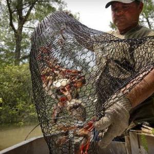 China 19 Gauge Crawfish Wire Mesh PVC Coated Saltwater Resistant wholesale