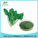 Vagetable P.E. Spinach Powder / BoBcai Powder without Additive