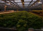 Glass Tomato Plant Greenhouse With Hydroponic Good Weather Resistance