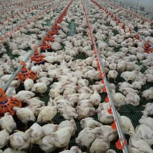 China 45cm Pipe Poultry Farm Feeding Equipment 3 Pan /3M Easy Assamble wholesale