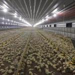 HI HOPE Chicken Farm Equipment 45cm Dia Pipe