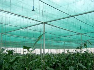 China Hdpe Sun Anti Uv Agriculture Shade Net For Green House To Protect Plants wholesale